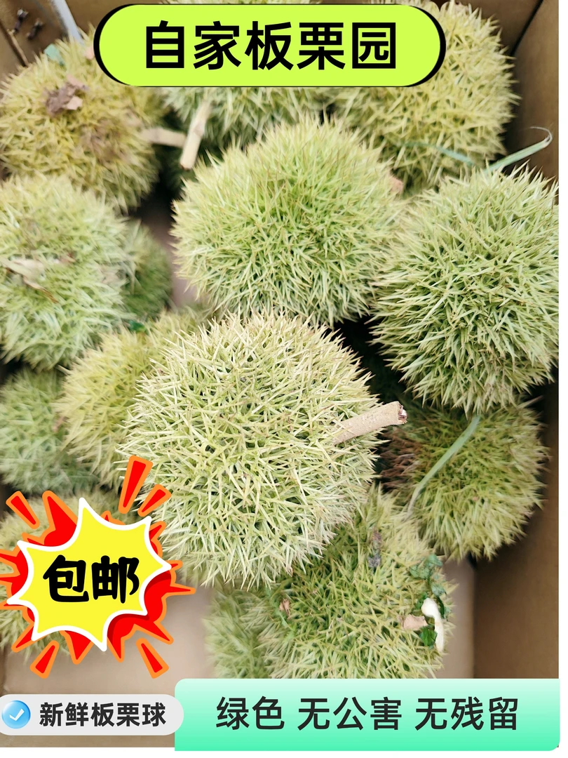 【青板栗刺球】 新鲜板栗 板栗球 带毛球板栗 现摘现发 清甜可口