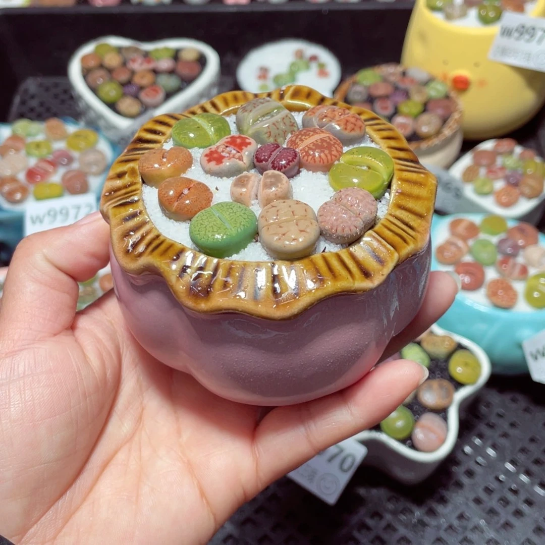 w9975 带盆土发货-零下地区拍保温箱