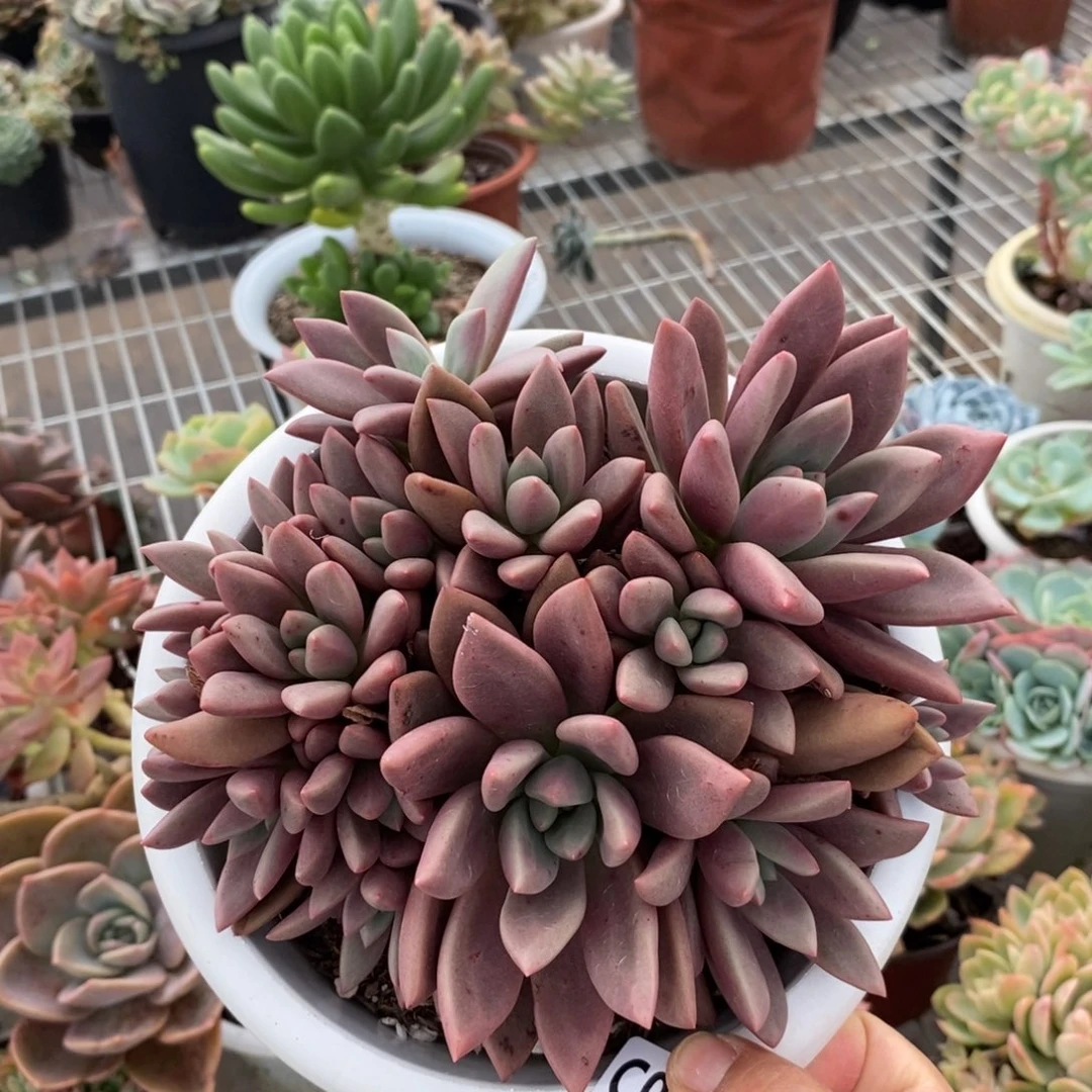 9206桃花源一物一拍