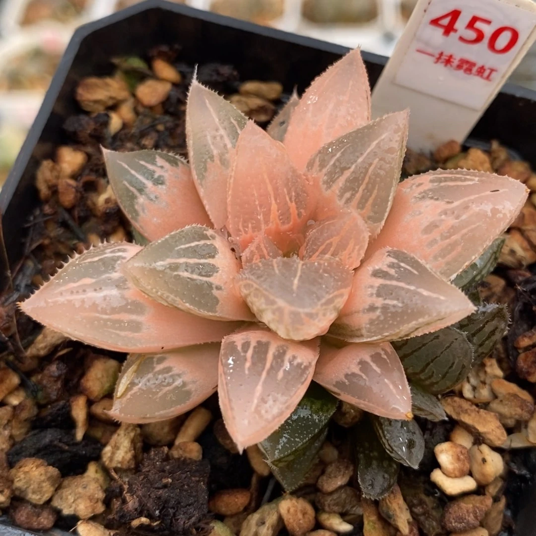 450湖斑冰沙糖寿锦一物一图