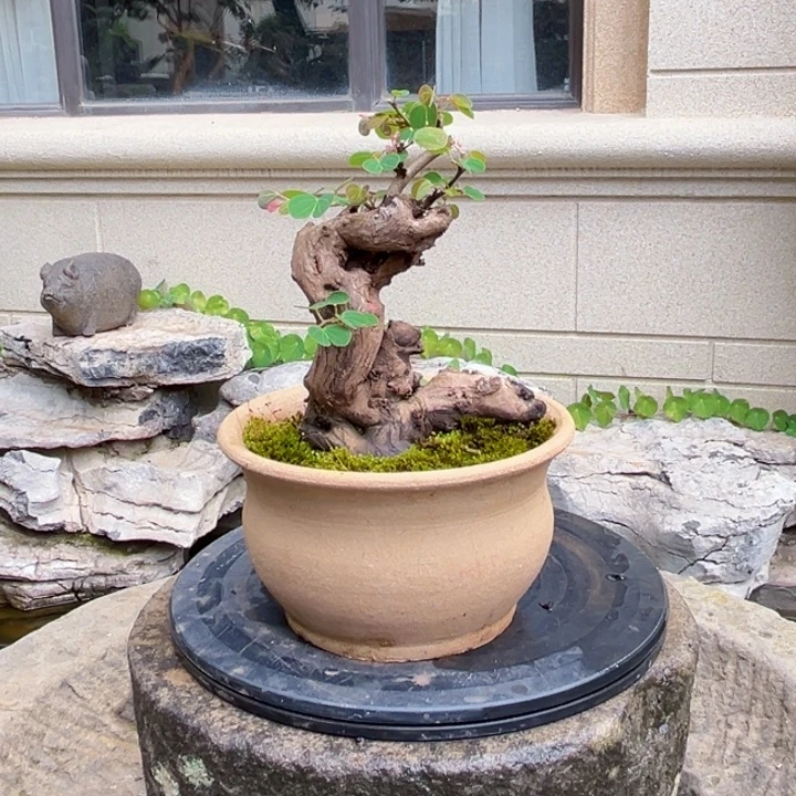万***盘无花朵金丝红木羊蹄甲