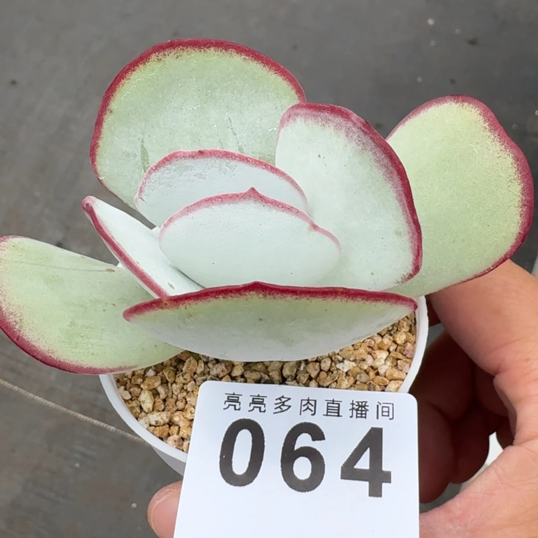 白眉            精美多肉植物