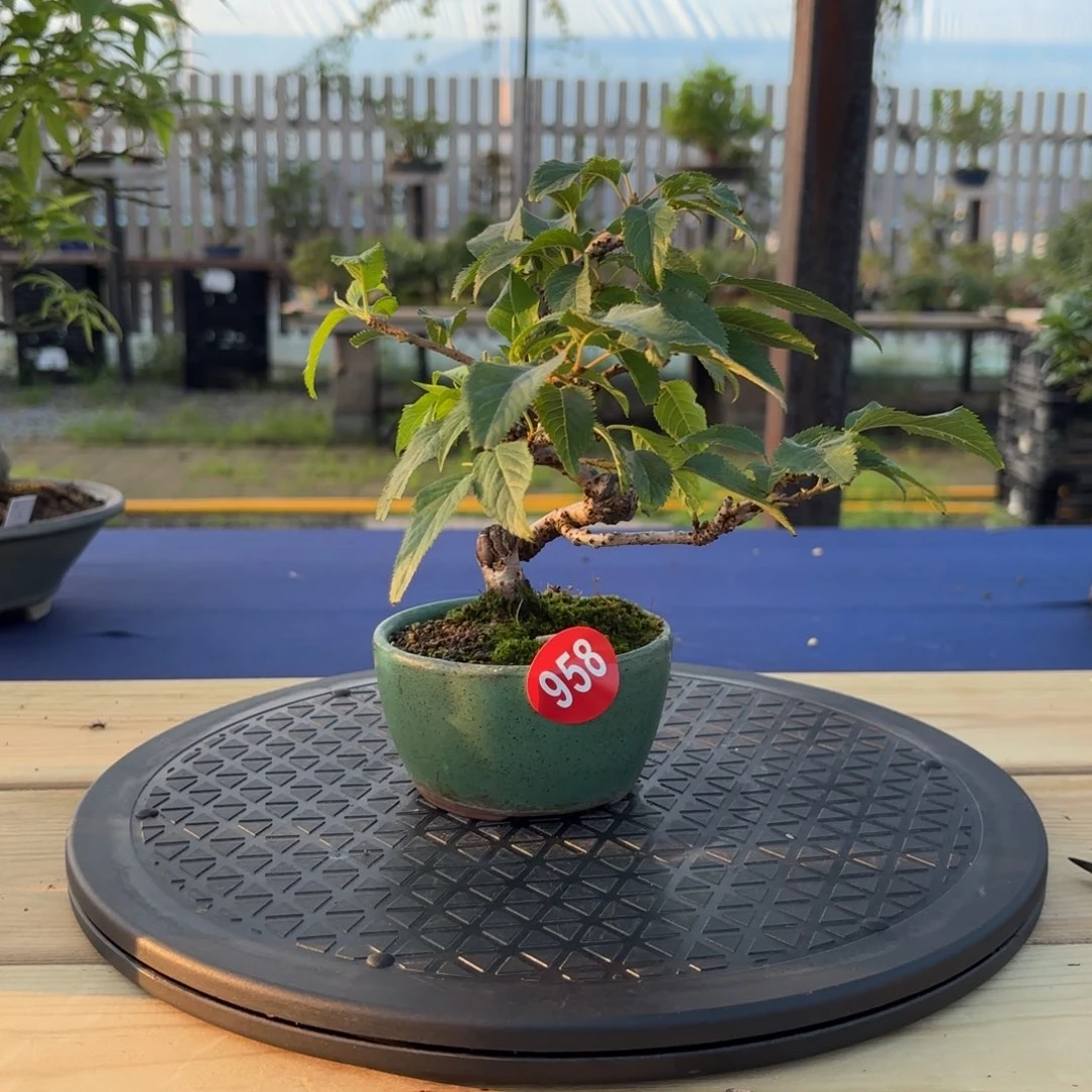 安*桂大棚转让958号十月樱