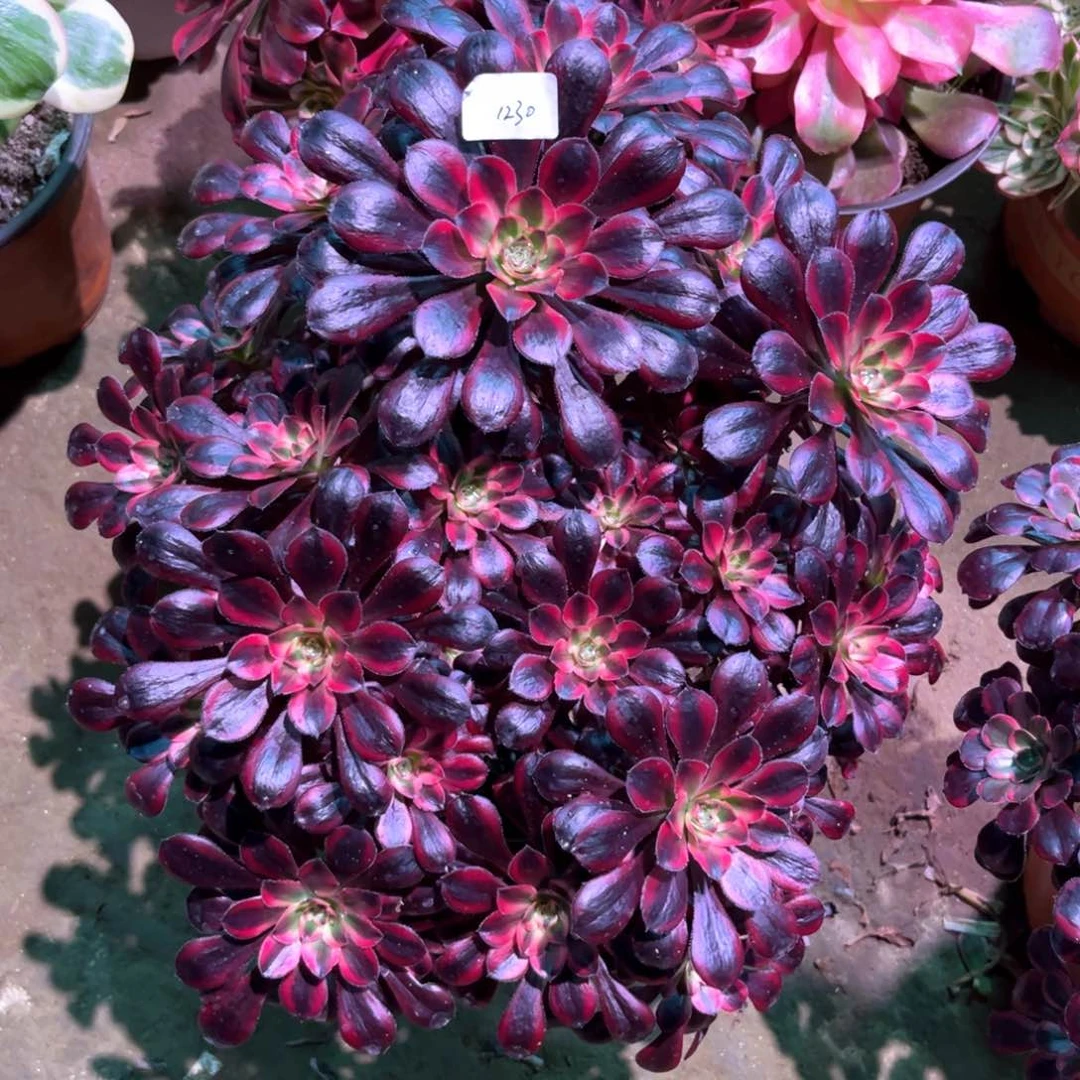 多肉植物丽娜1230