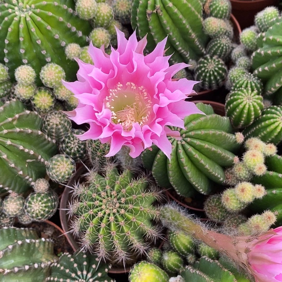 无花朵草球仙人球仙人掌