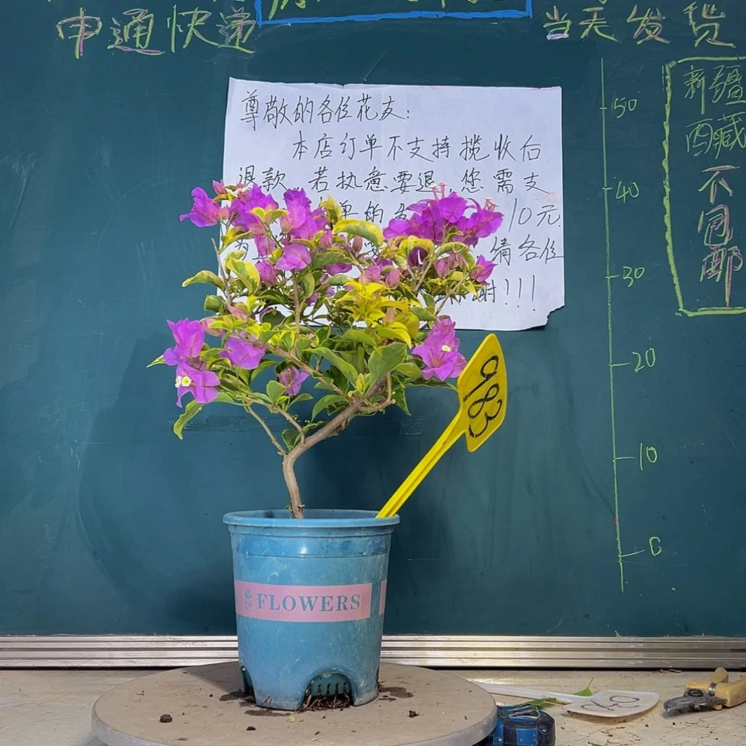 当前无花栽培后可以开花金边浅紫 造型  983