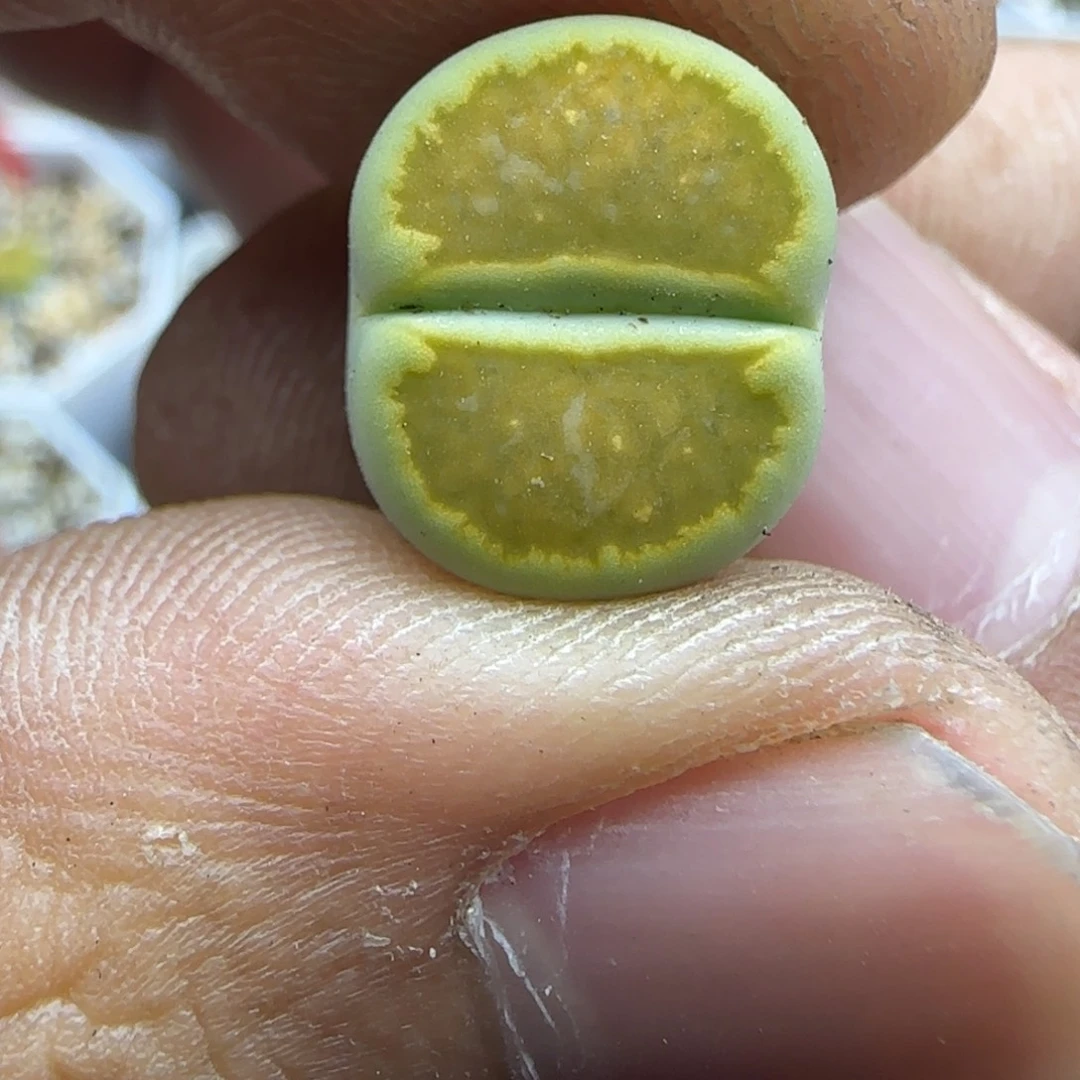 059 生石花大棚直播