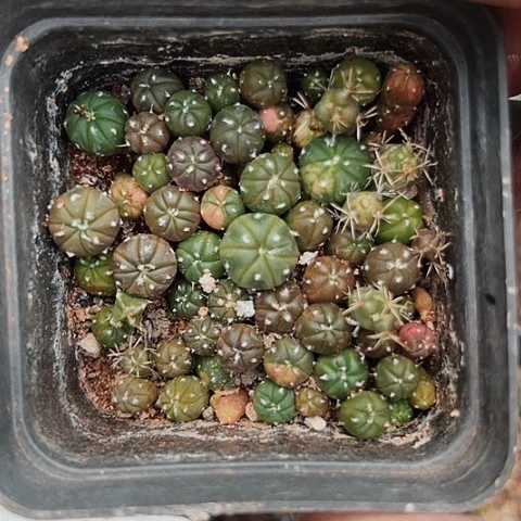 922清棚特价出售哦