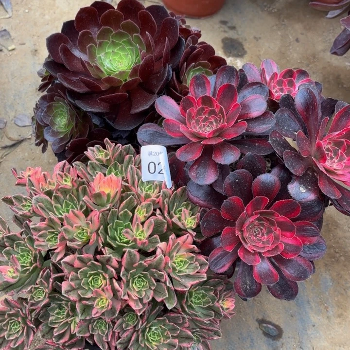 3颗多肉处理不包断头0252