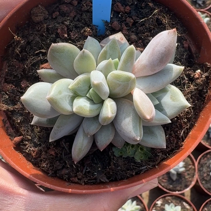 邀月 4头 一物一拍