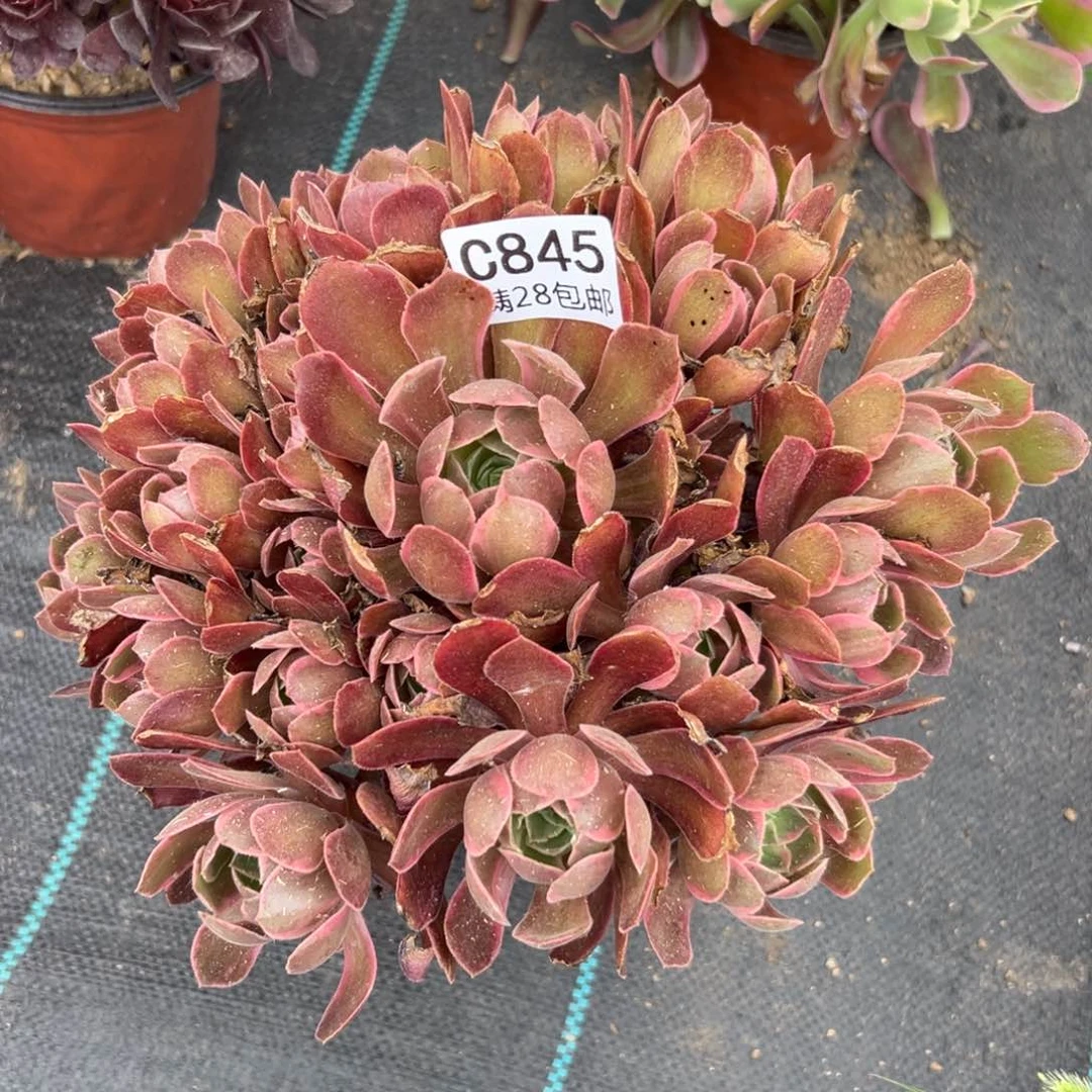 845多肉    浣纱