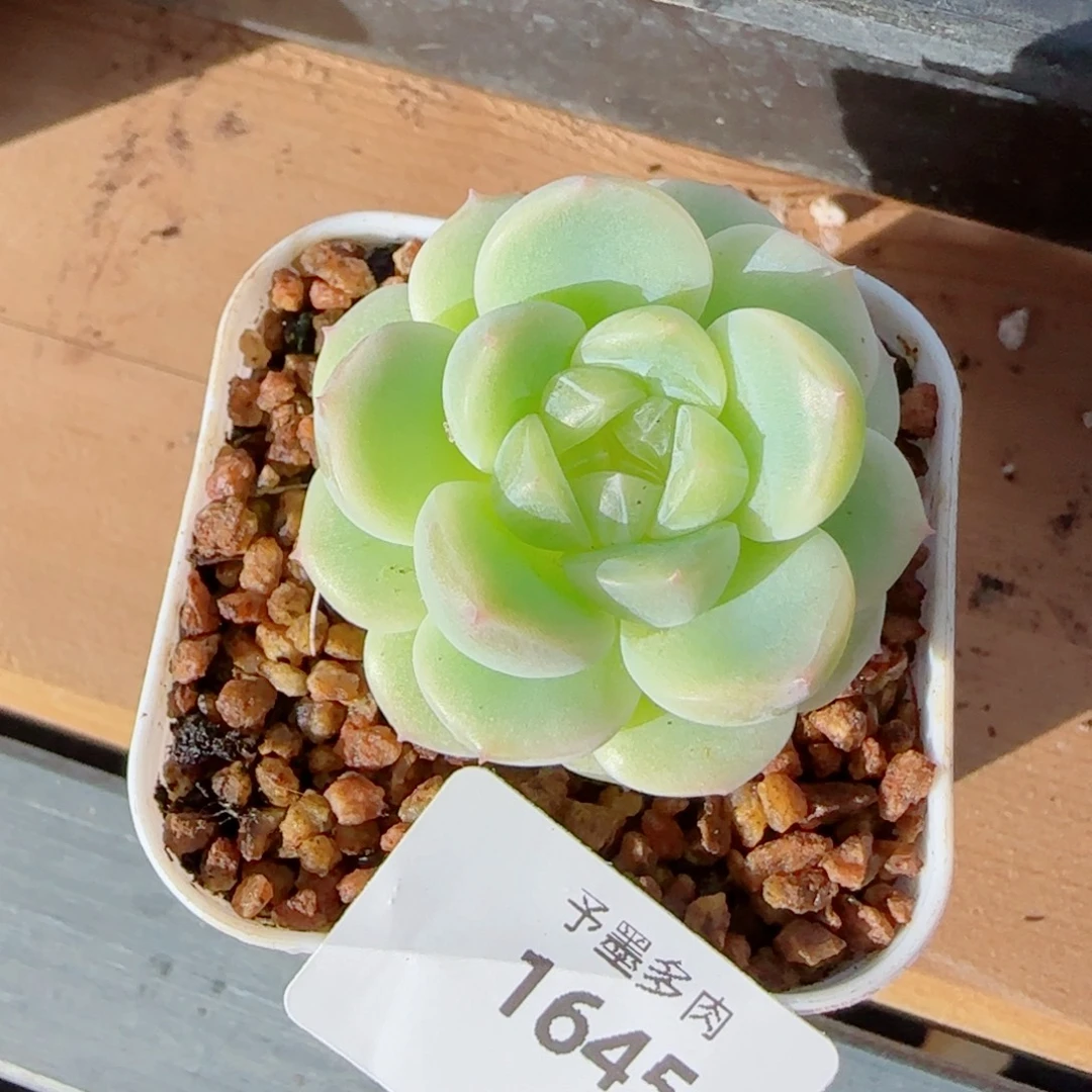 白体财富密码，1645多肉植物