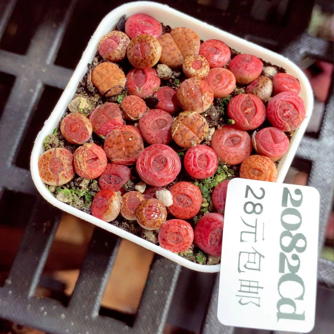 5厘米盆精控多肉2082