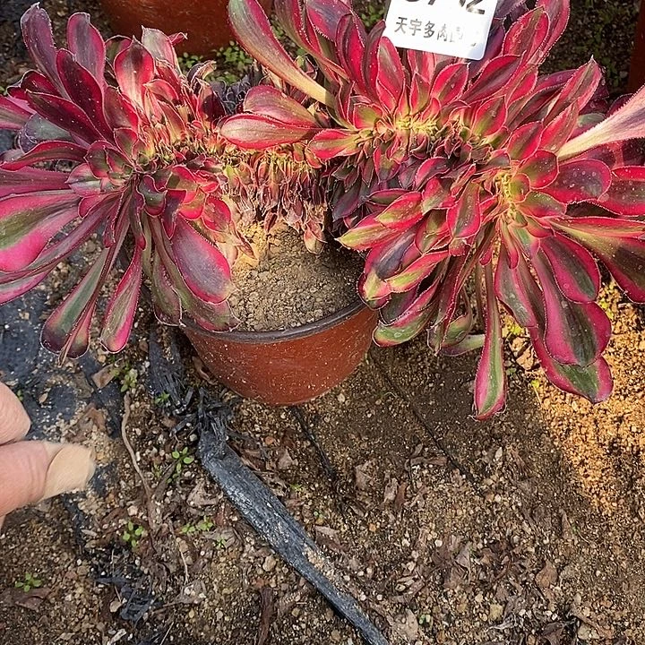 多肉植物香奈儿缀762多肉