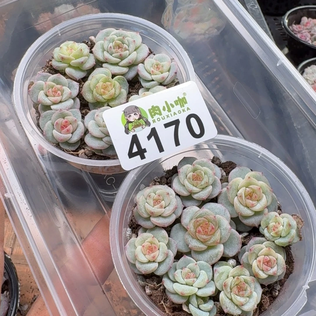 泡***x多肉植物多肉植物