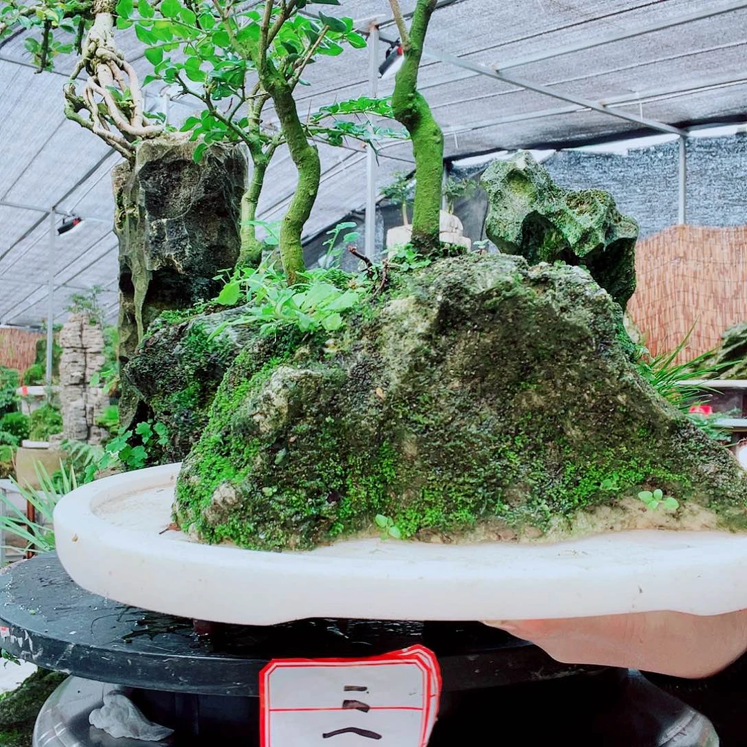 专***装无花朵意阔老师家一整套