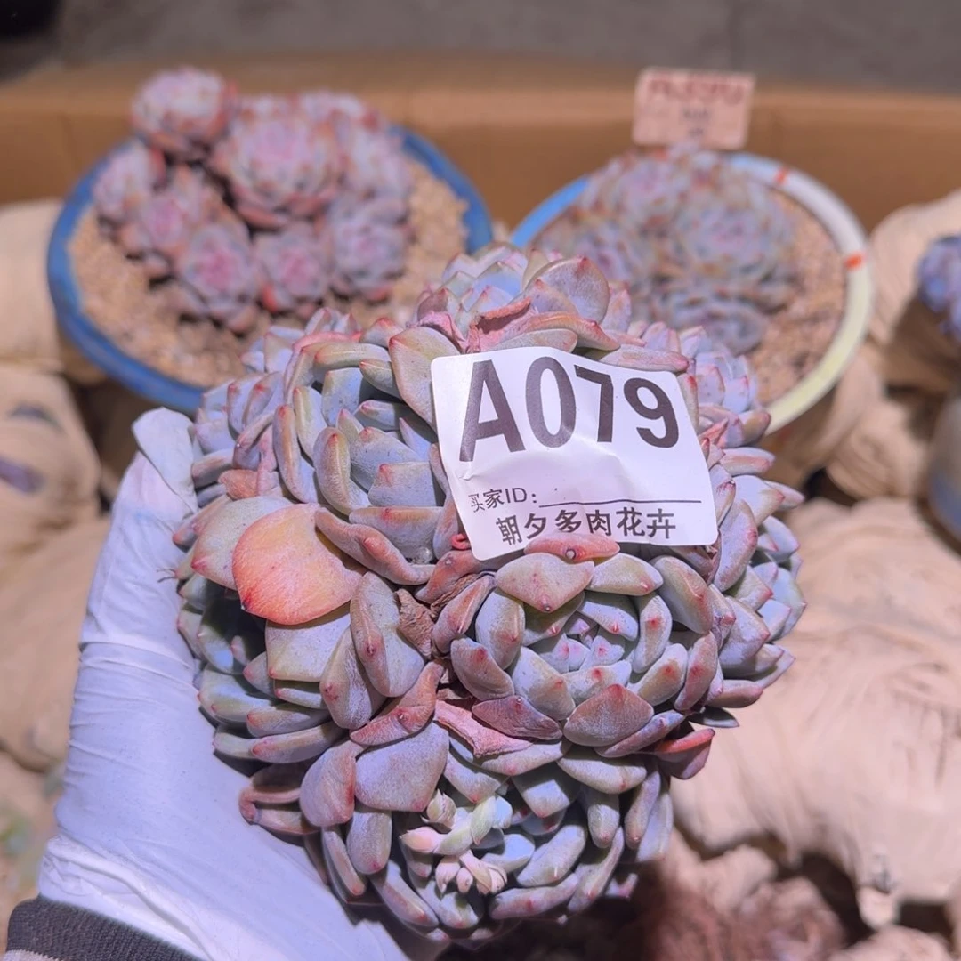 C*F石榴籽呀呀呀呀呀