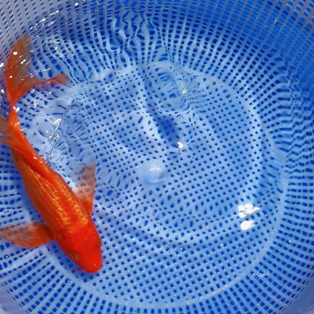 锦鲤精品甄选血统锦鲤