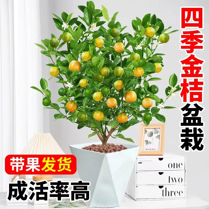 【带果发货】四季金桔绿植盆栽室内外观赏花卉植物