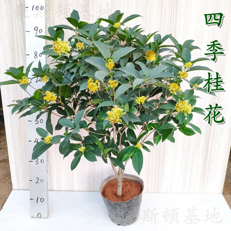 四季桂花树苗庭院盆栽室内外开花飘香植物阳台耐寒耐热花卉