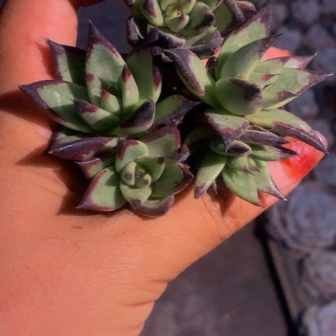 乌木小（满9.99包邮 不满9.99发叶子）