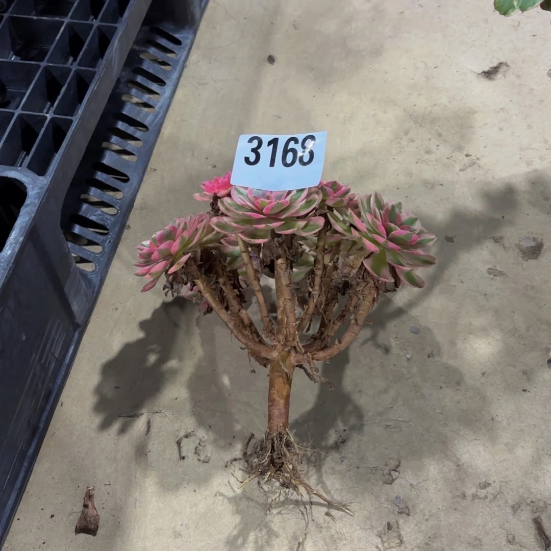 ****༻无花朵3168倾城11111111