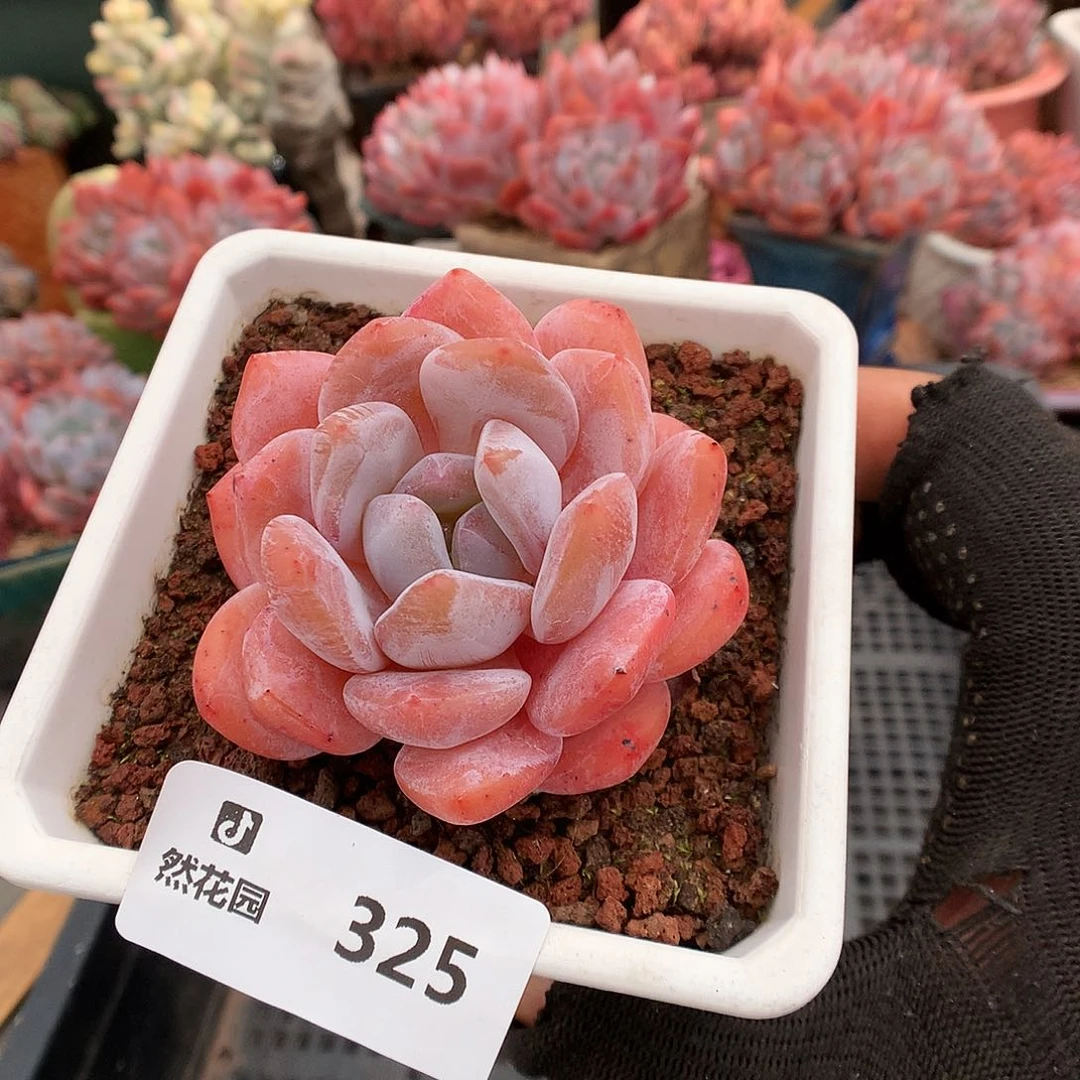 325橘子梦露多肉植物666