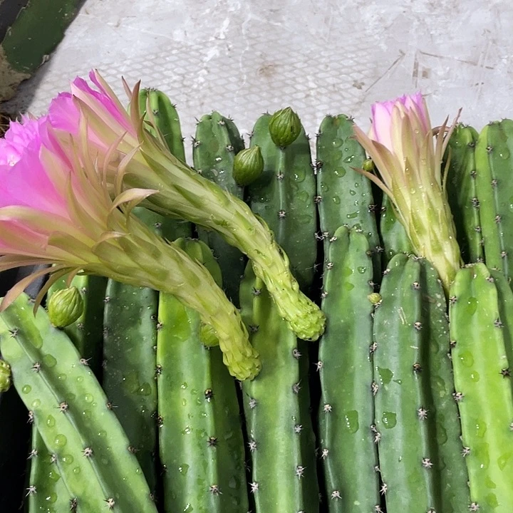 红花袖铺实生一代侧芽