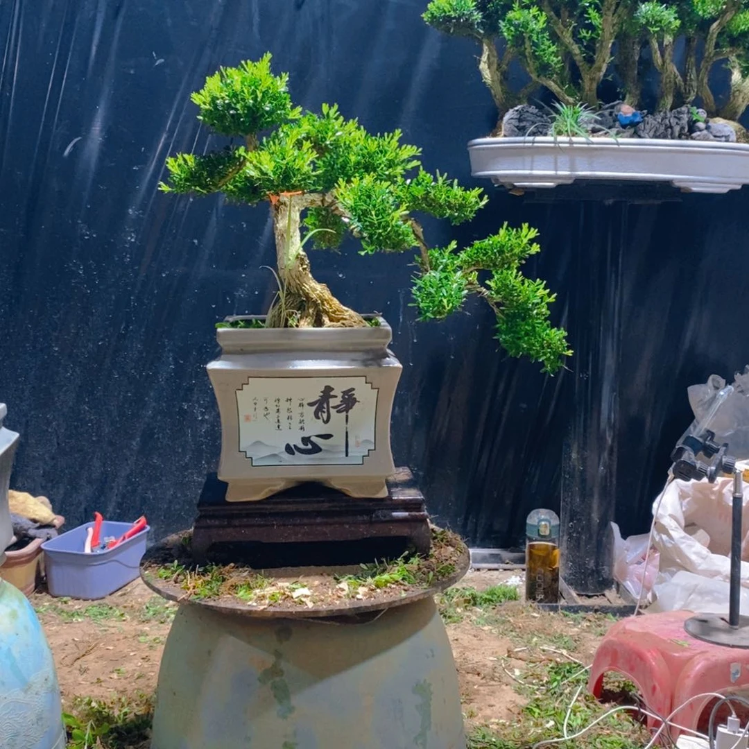 无花朵宝***?黄杨盆景雀舌软枝