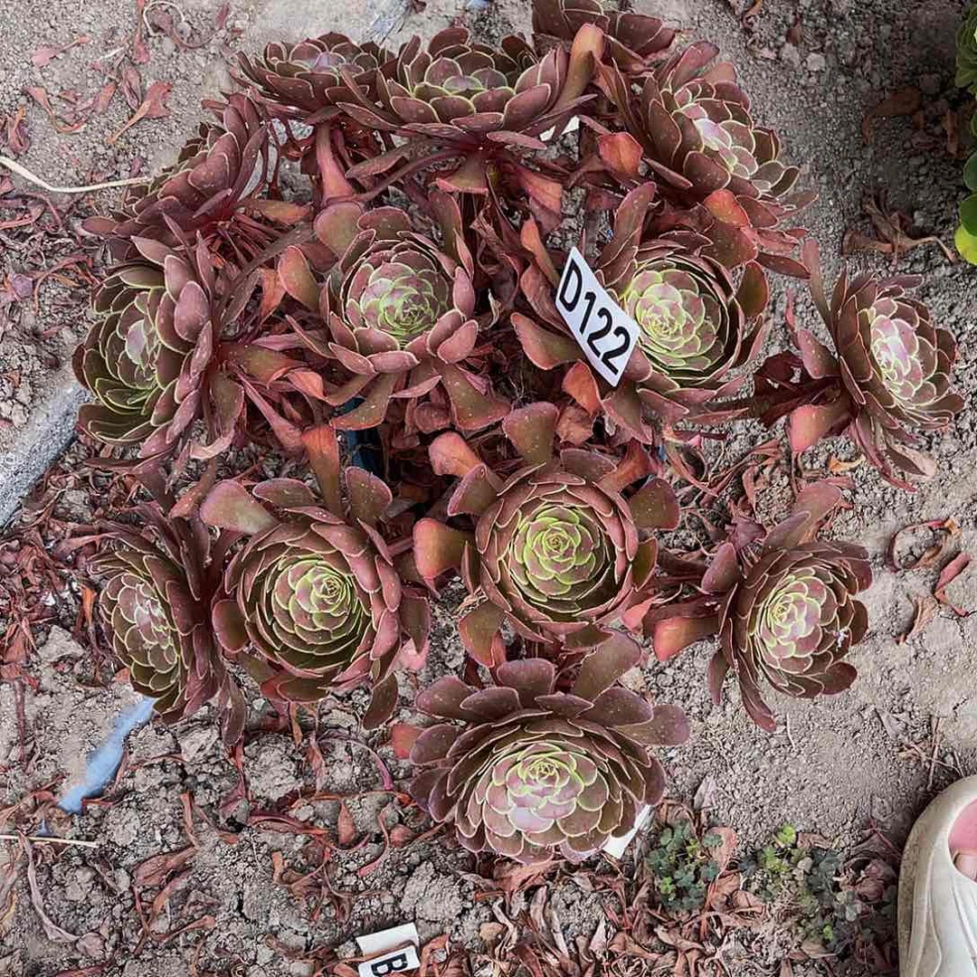 萝莉法师13//—39包邮