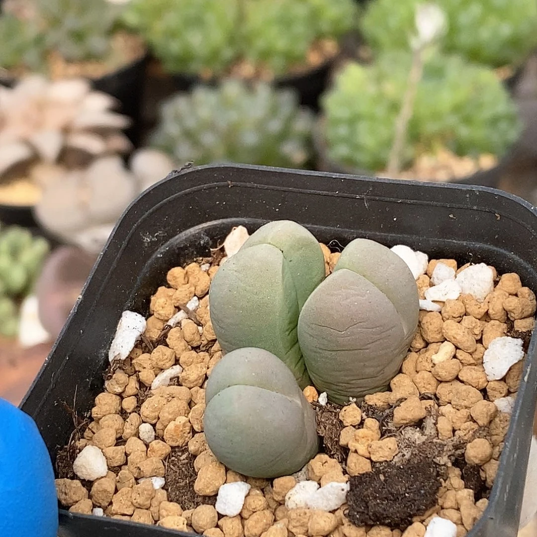 278 藻铃玉 带盆土