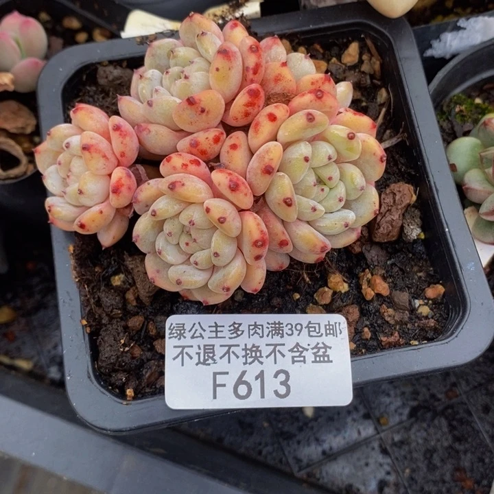 韩版雪抓6cm613多肉植物