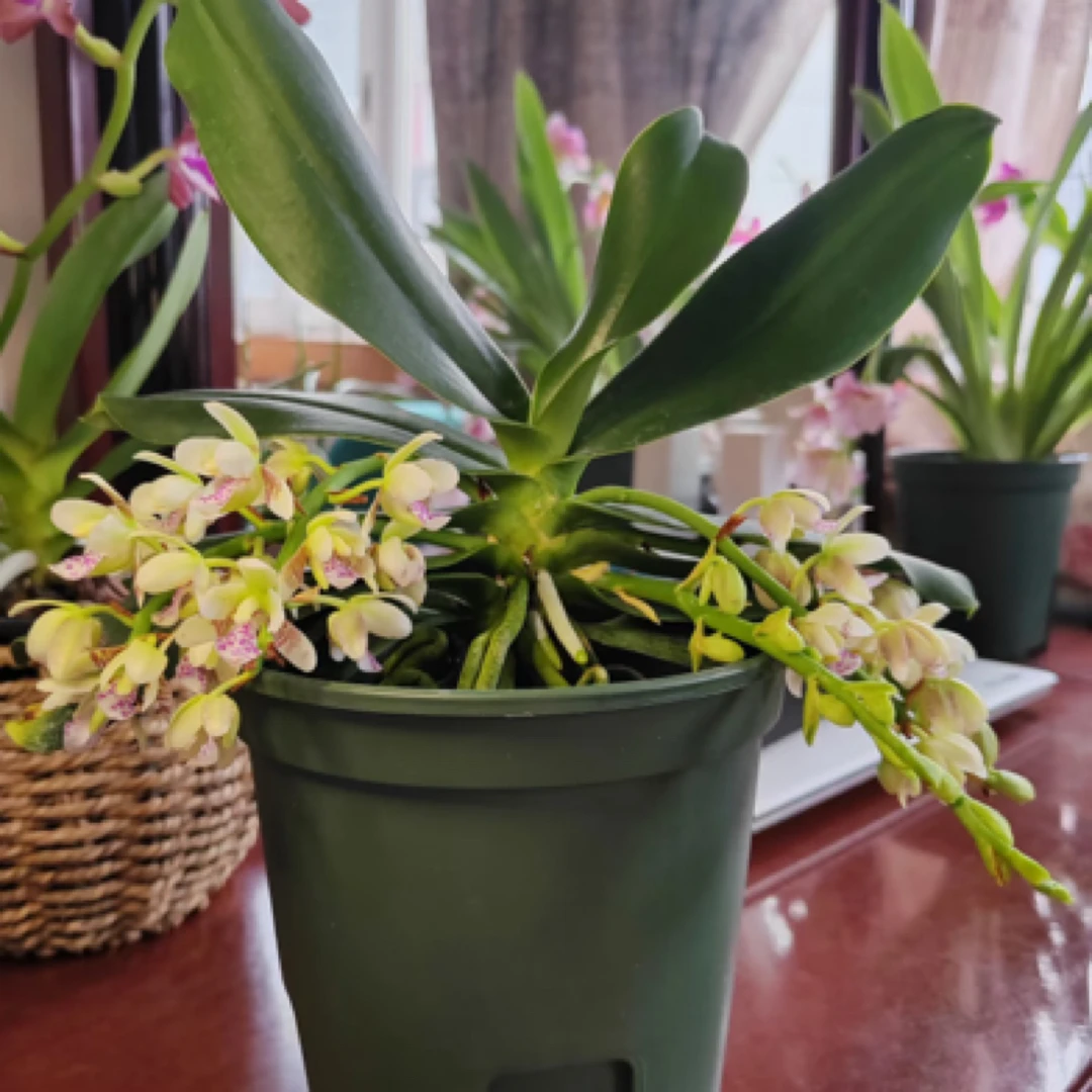 【大叶风兰】无花剑花后苗