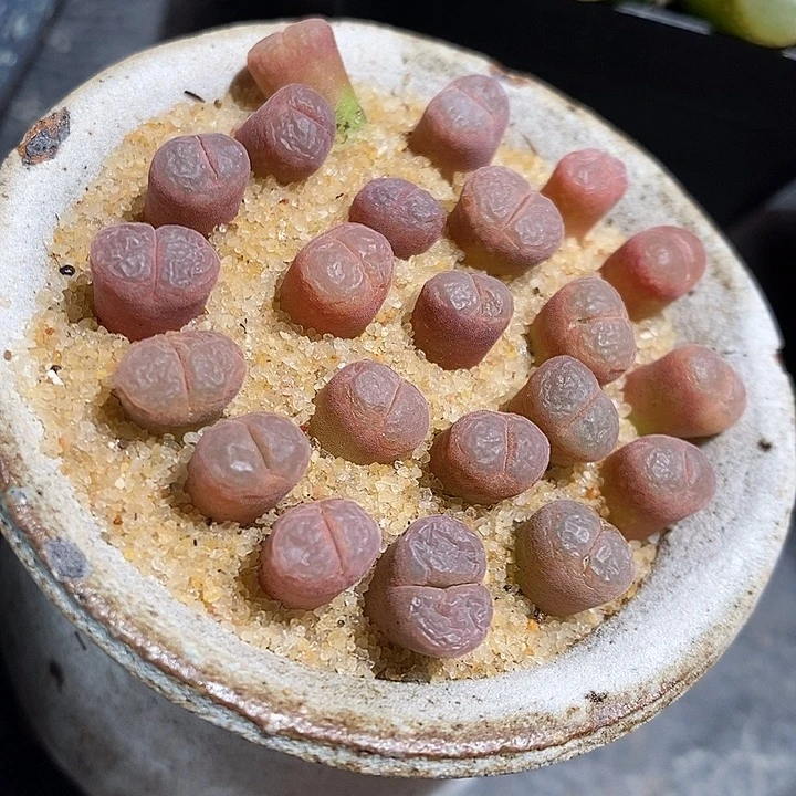 三颗白花c10风铃。