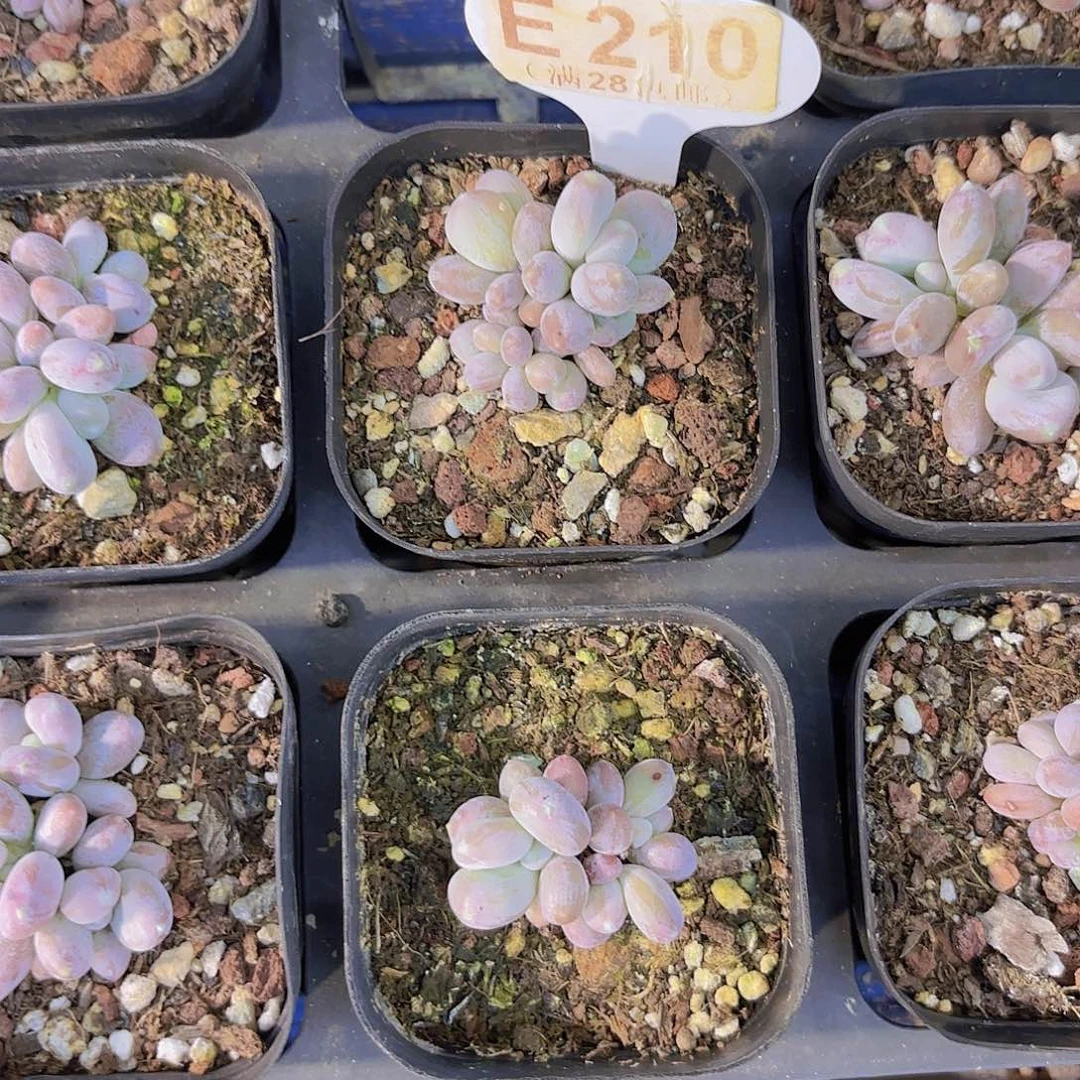 E210稻田姬奶酪一物一拍