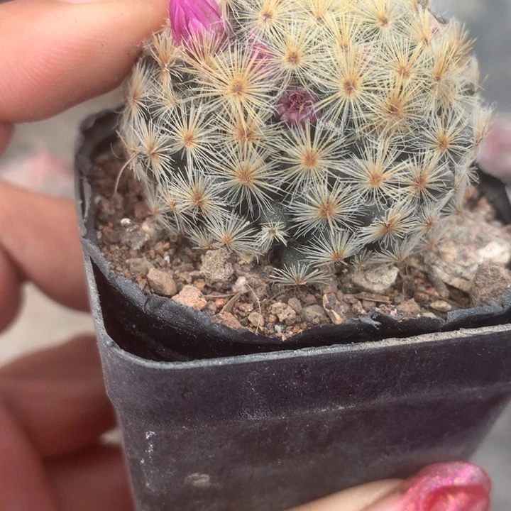 明星。（满9.99包邮不满9.99发叶子）