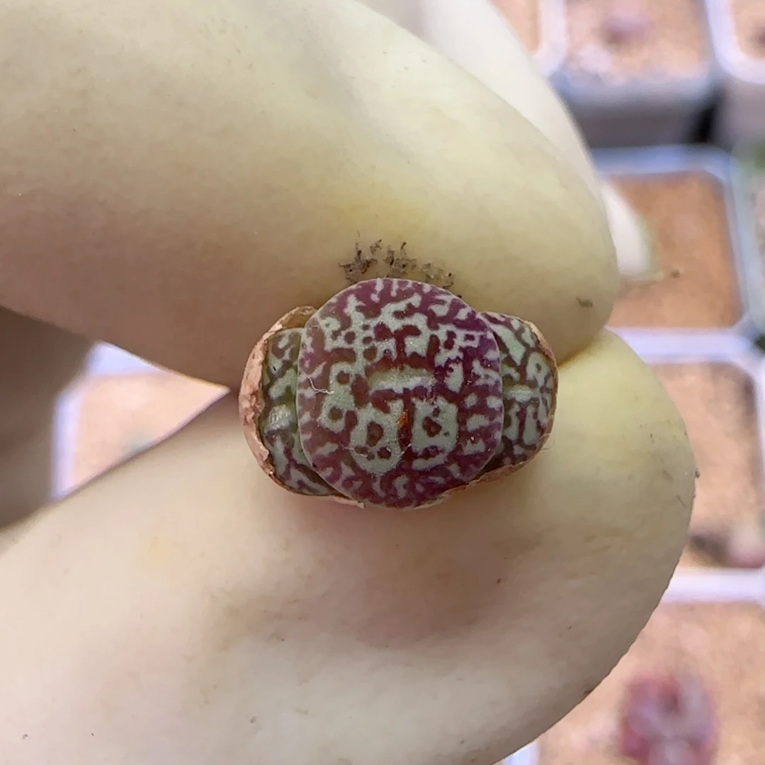 151福利福利福利