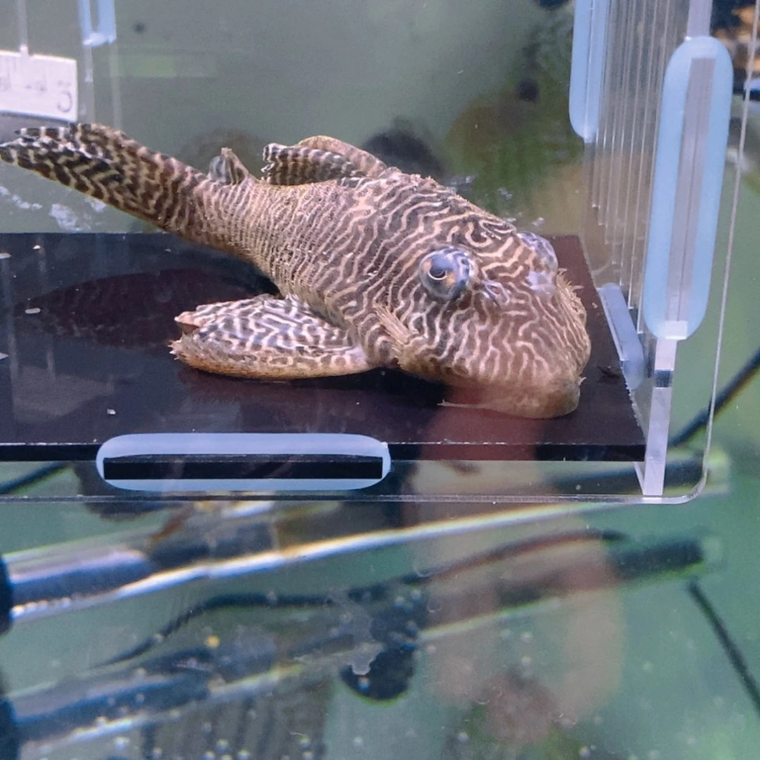 清道夫鱼3号异型