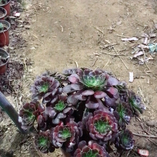 萝莉法师多肉植物28