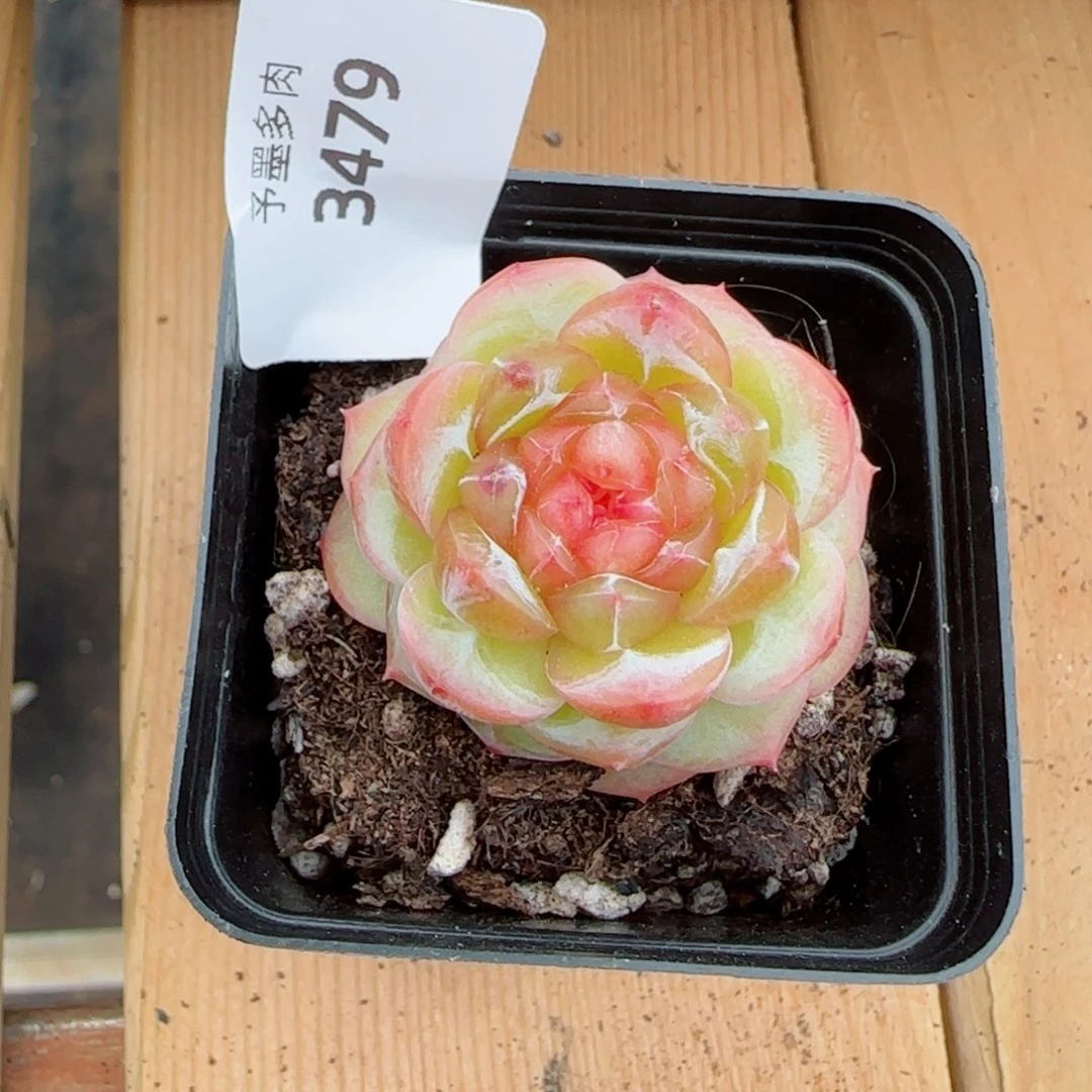 雨***️拿铁奶沫，3479多肉植物