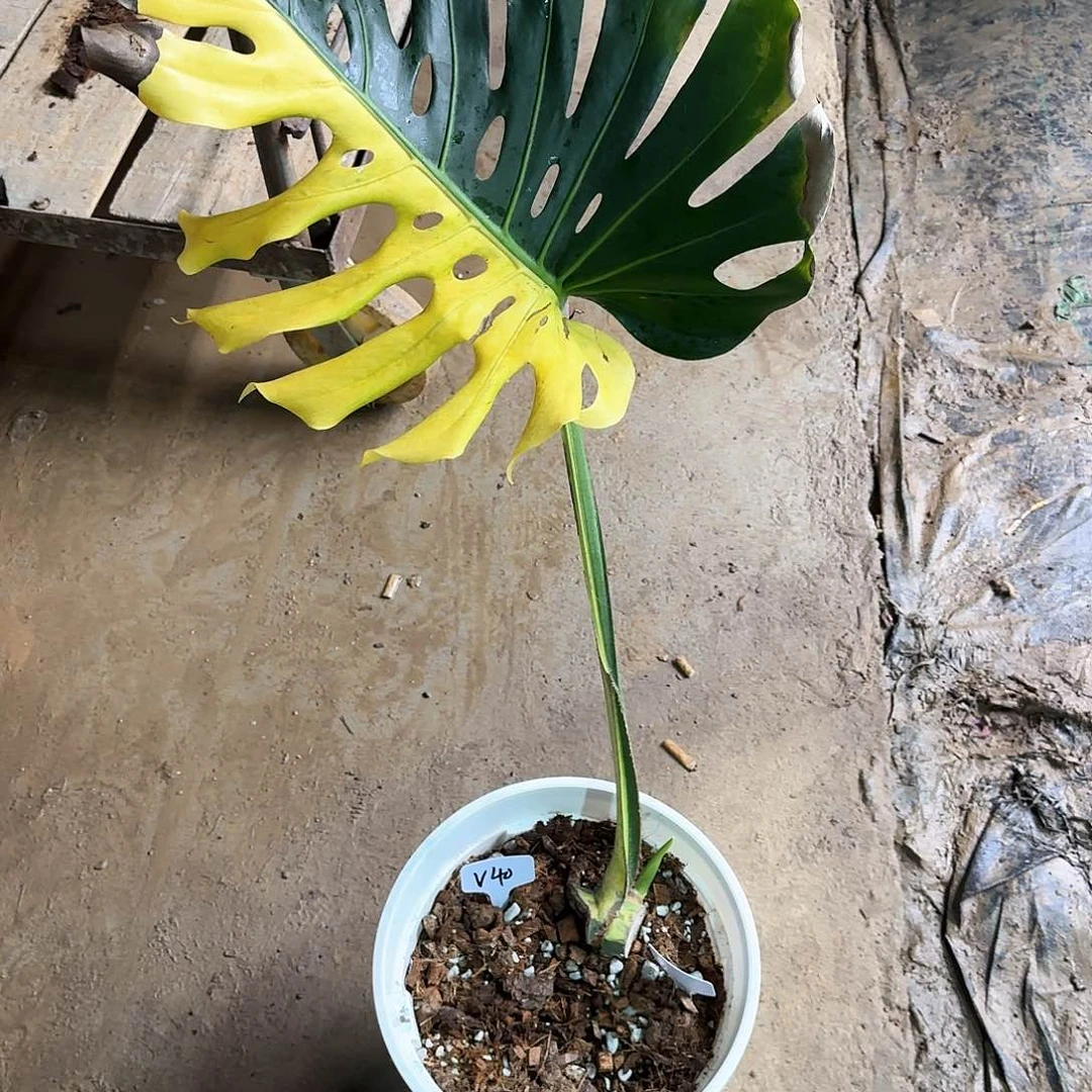 无花朵~*芝士一叶一芽v40