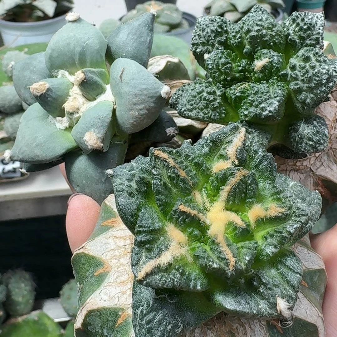 【闪购商品】无花朵唯*福利三颗牡丹883