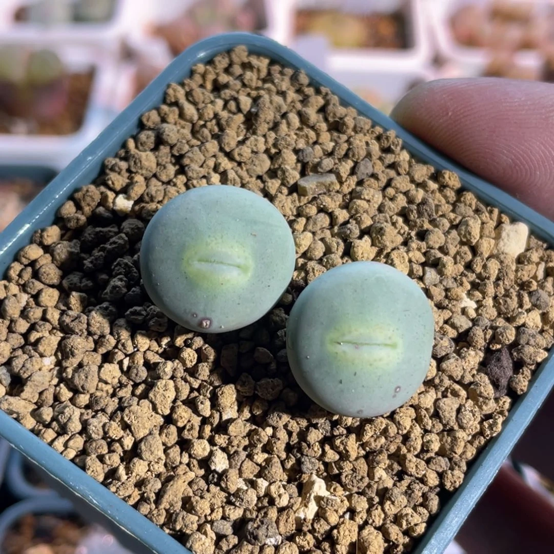 玻尿酸大嘴双头植物一物一拍