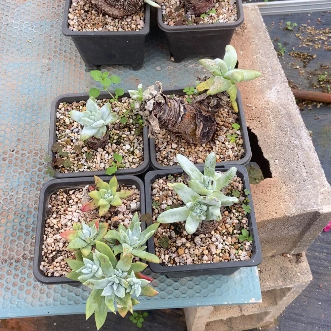 福利多肉植物啦啦啦