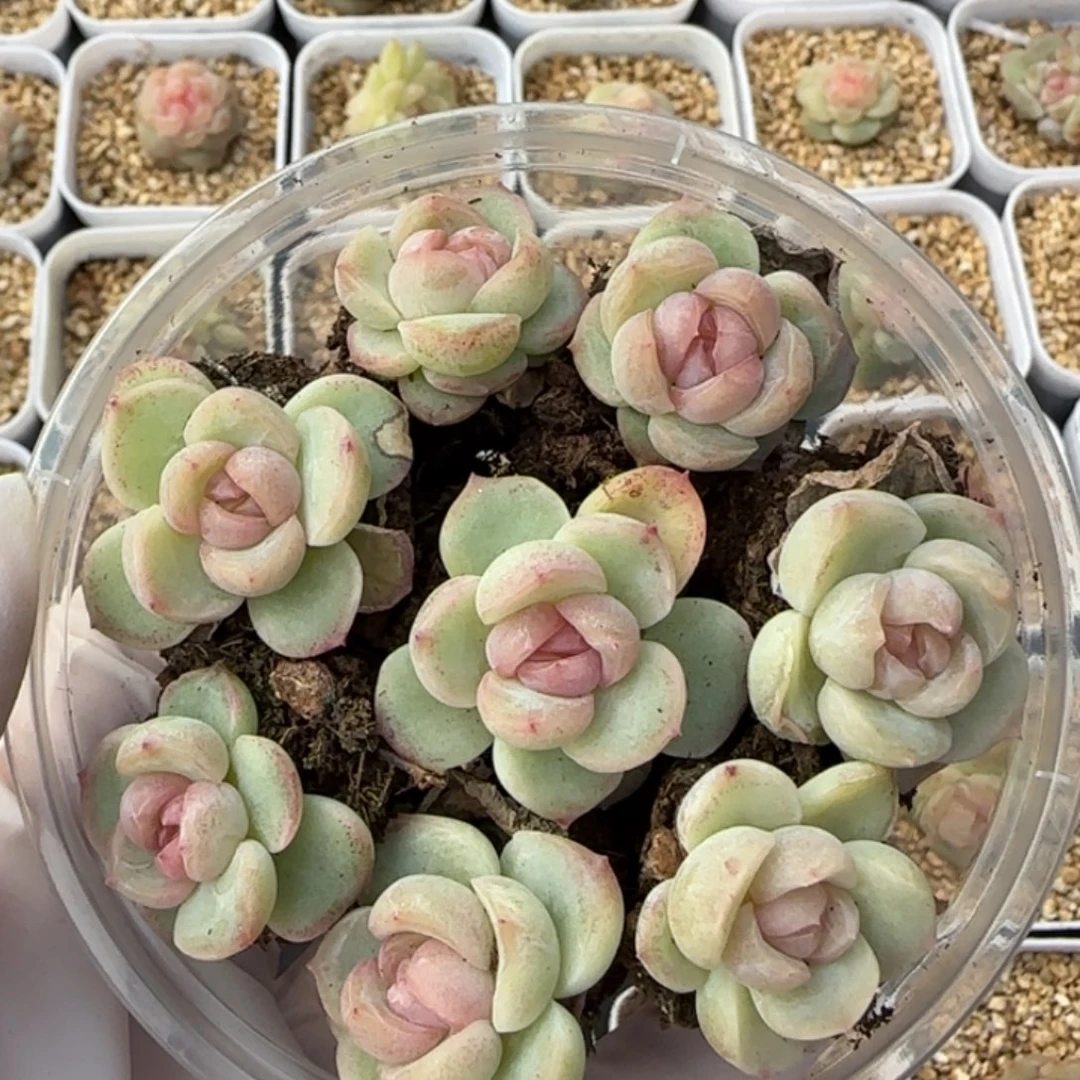 白冰珍妮多肉一份量拍