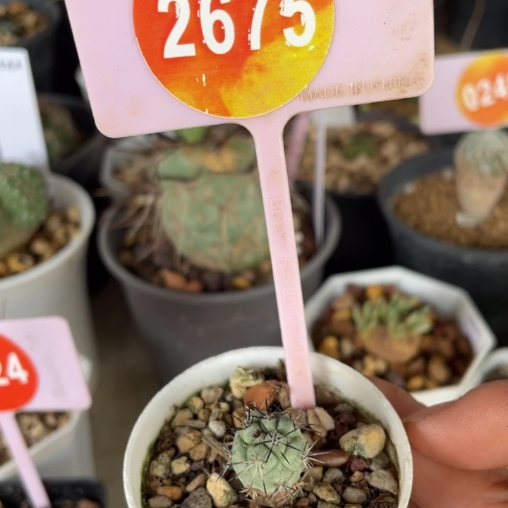 自根帝王丸26752675