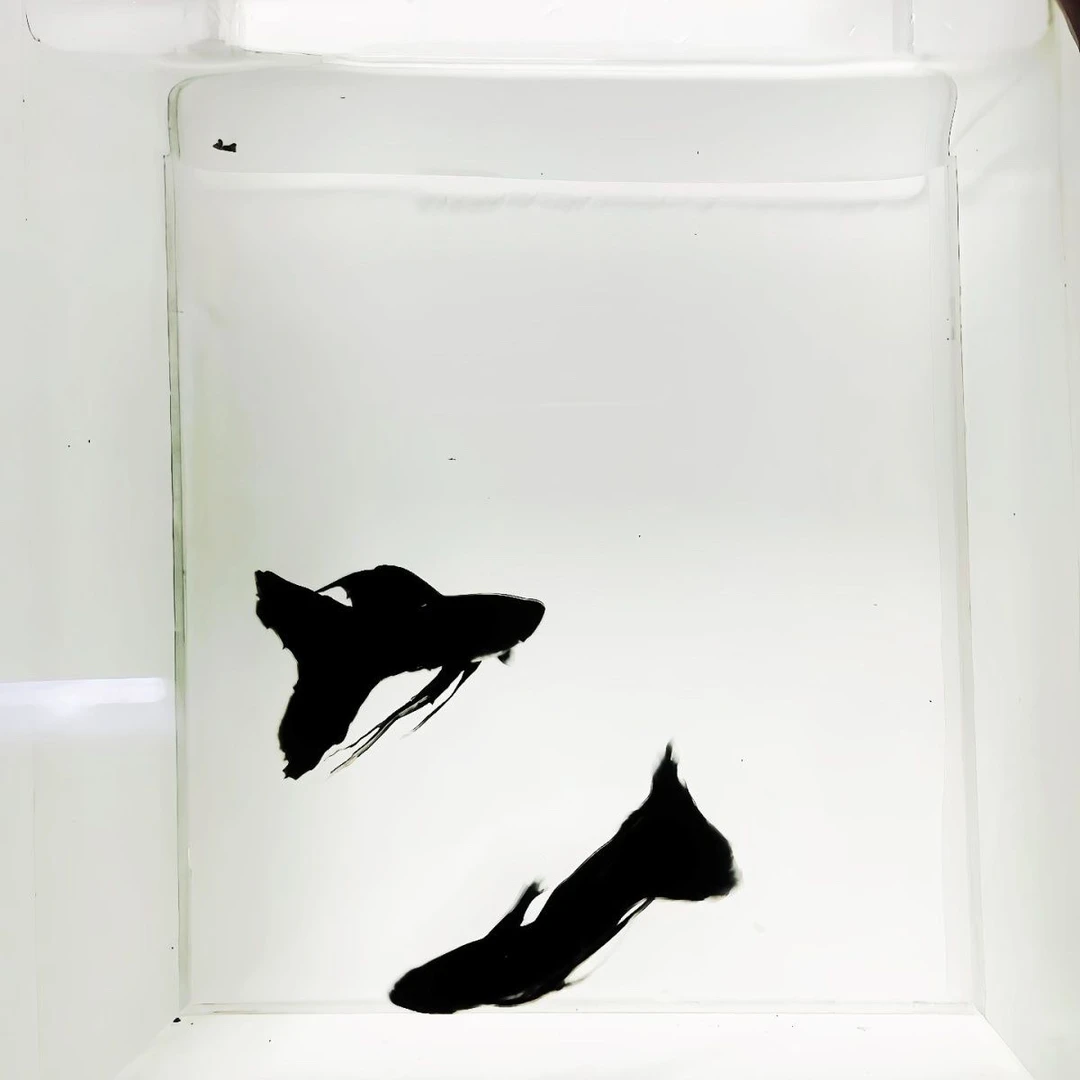 木炭黑孔雀鱼，木炭黑大C种鱼超大5-6厘米，木炭黑孕母木炭黑缎带