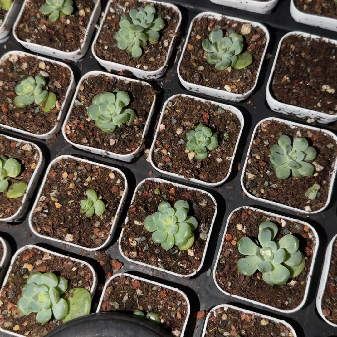 玄子T1 中盆外棚一个满25包邮