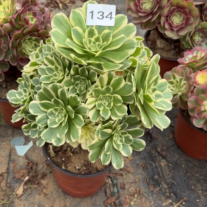 迈巴赫多肉植物不包损134