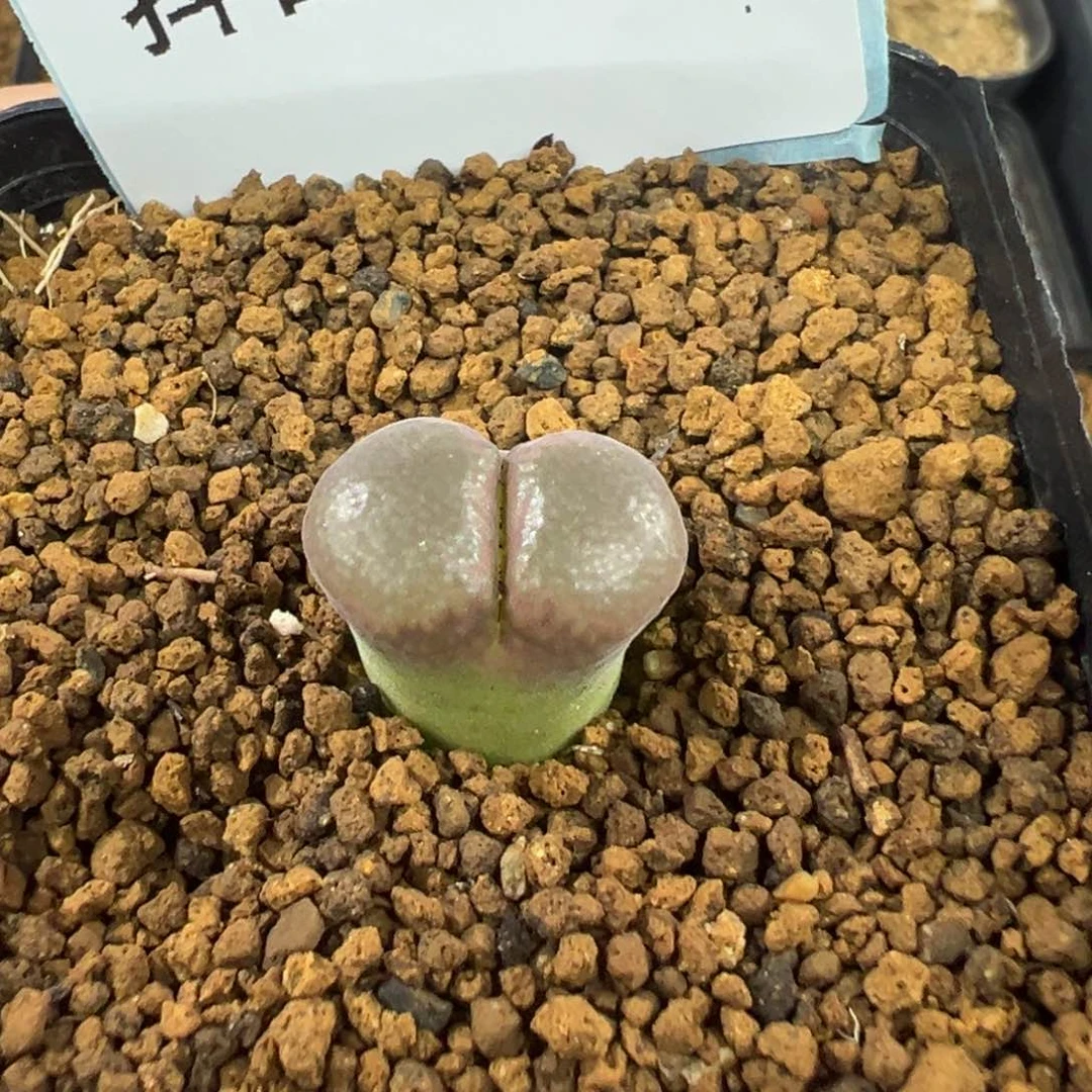 17-158肉锥多肉植物